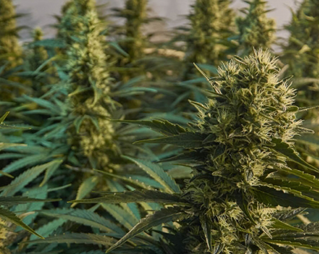 Drugs in een verhuurd pand? Ook de verhuurder is aansprakelijk!
